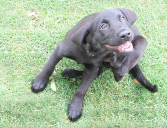Scratching Dog