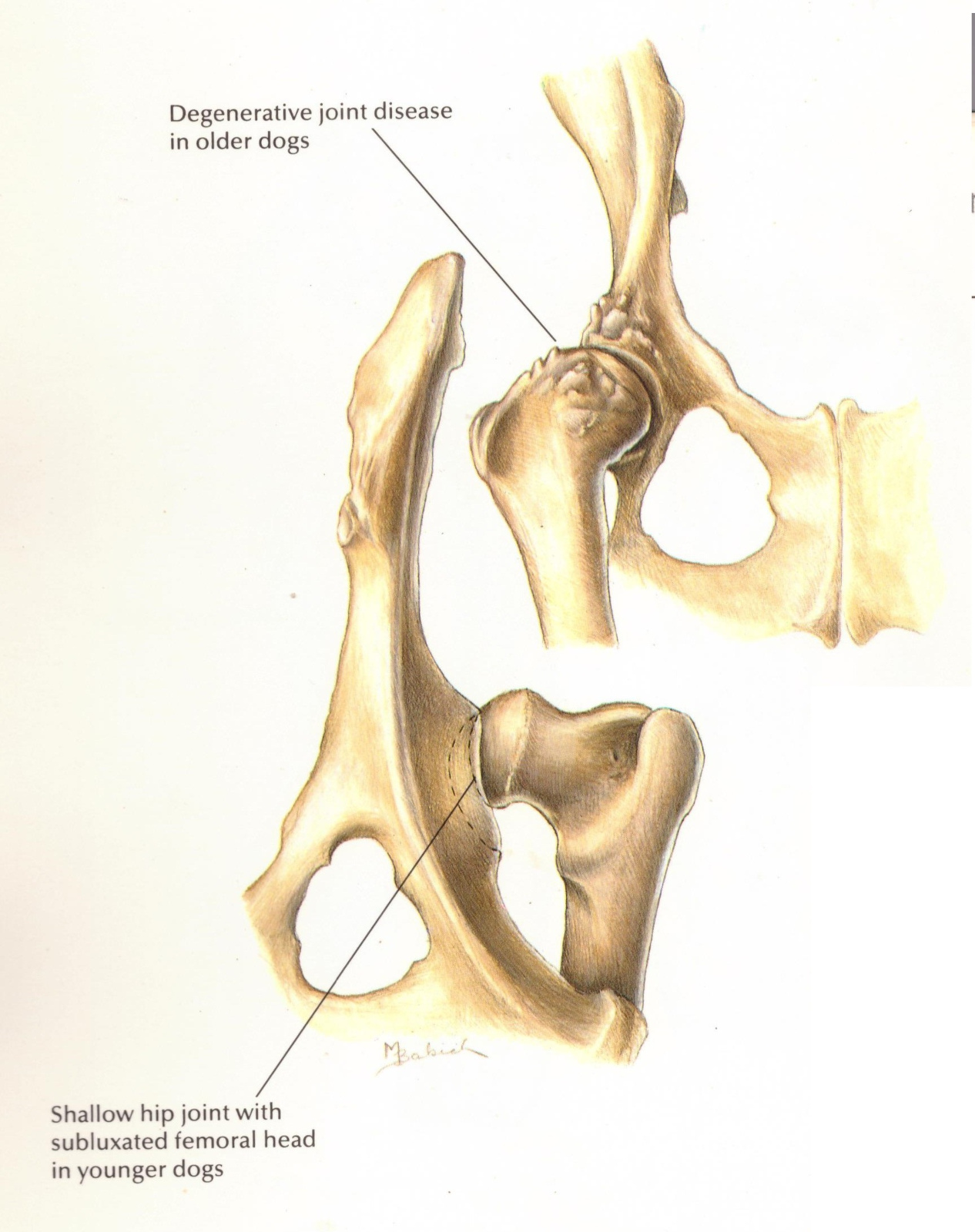 Drawing credit: Pet Hill’s Nutrition Skeletal hip of an older dog with degenerative joint disease