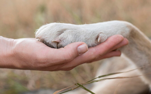 Side view of a person holding a dog's paw