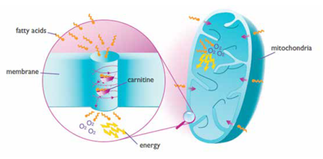 Dilated cardiomyopathy (DCM) is associated with carnitine deficiency.  Hypertrophic cardiomyopathy (HCM) could be associated with abnormal fatty acid metabolism, resulting in intracellular accumulation of fatty acids within the myocardium.