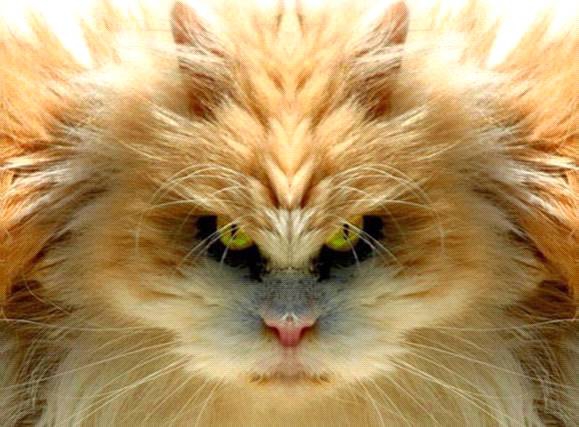 Cat staring into your eyes with a no-fear expression